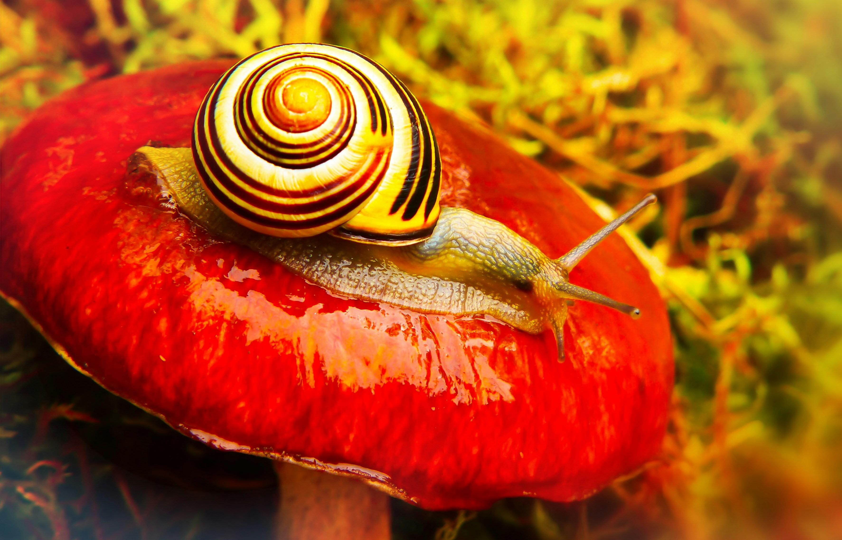 A snail with a yellow and brown spiral patterned shell on the top of a red mushroom.